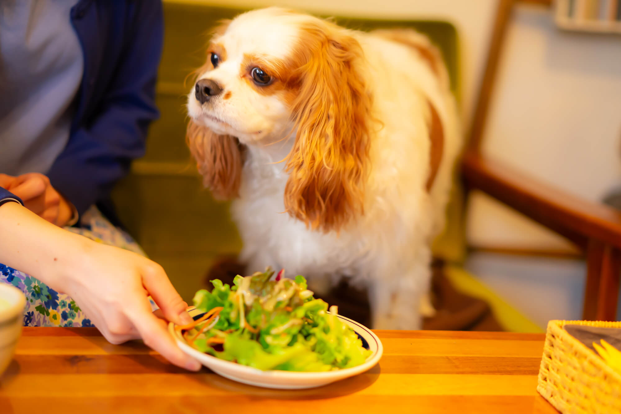 青森県のドッグカフェで愛犬と素敵な思い出を作ろう！